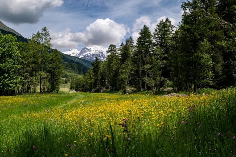 B&B Eco Chalet Merlet Champoluc Dış mekan fotoğraf